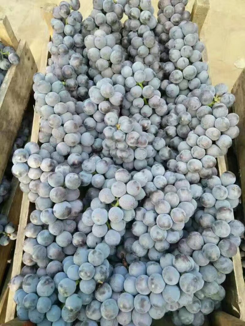 早夏葡萄