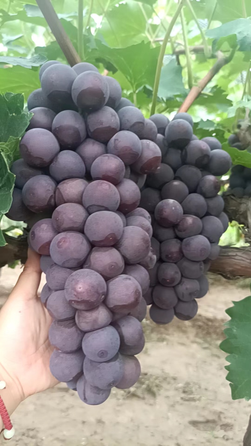 早夏葡萄