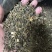 广西横县花茶茉莉绿茶茶叶浓香型散装大量批发2024新茶