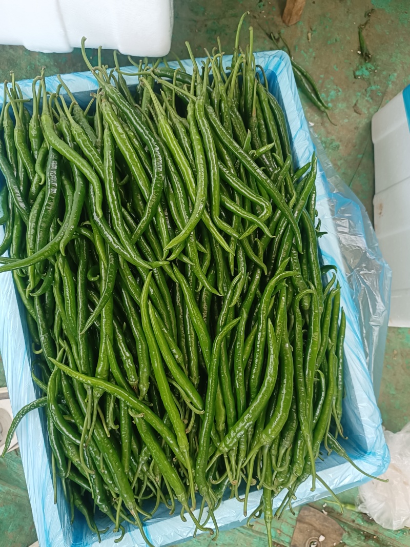 贵州辣椒货源充足，货好