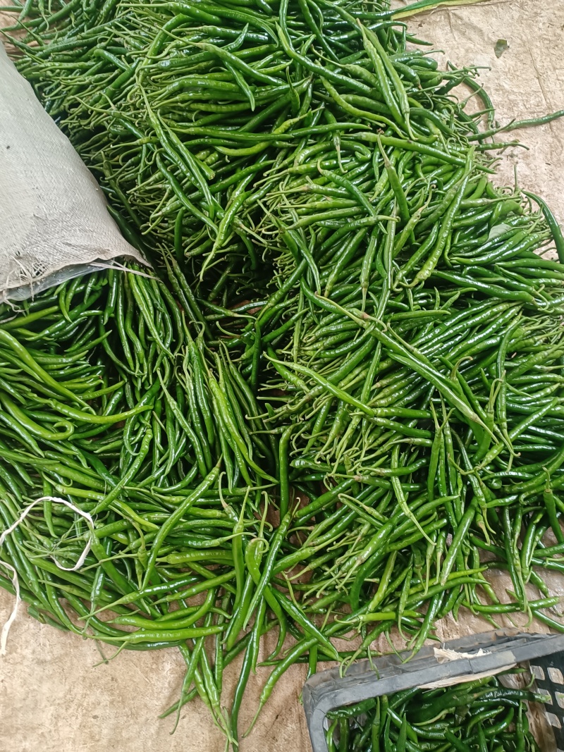 贵州辣椒货源充足，货好