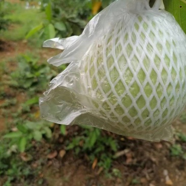 大量上市四季番石榴，工厂，炸汁，市场，电商欢迎对接