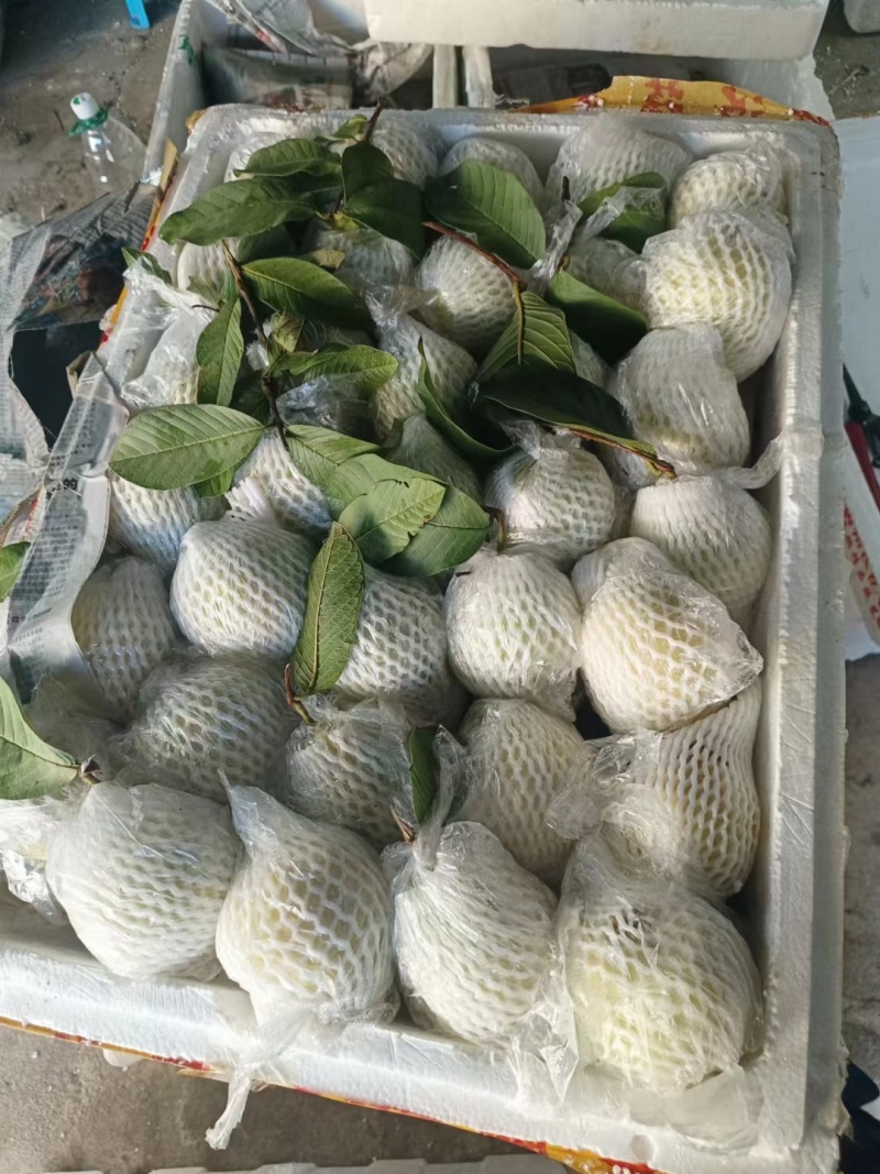 大量上市四季番石榴，工厂，炸汁，市场，电商欢迎对接