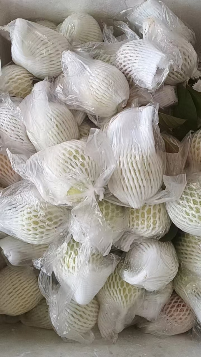 大量上市四季番石榴，工厂，炸汁，市场，电商欢迎对接