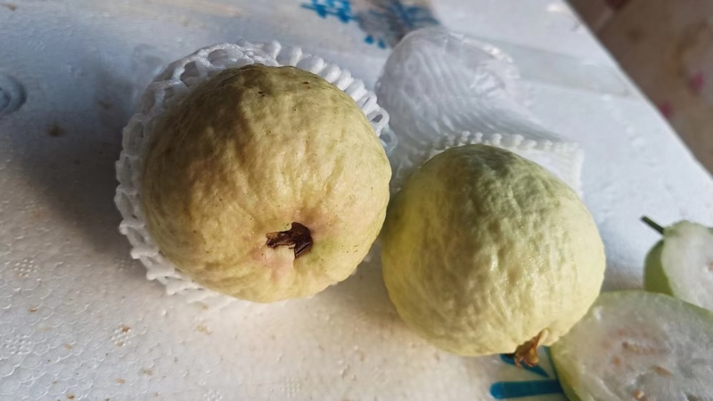 大量上市四季番石榴，工厂，炸汁，市场，电商欢迎对接