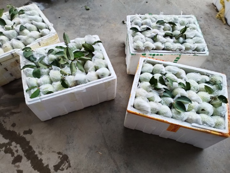 大量上市四季番石榴，工厂，炸汁，市场，电商欢迎对接