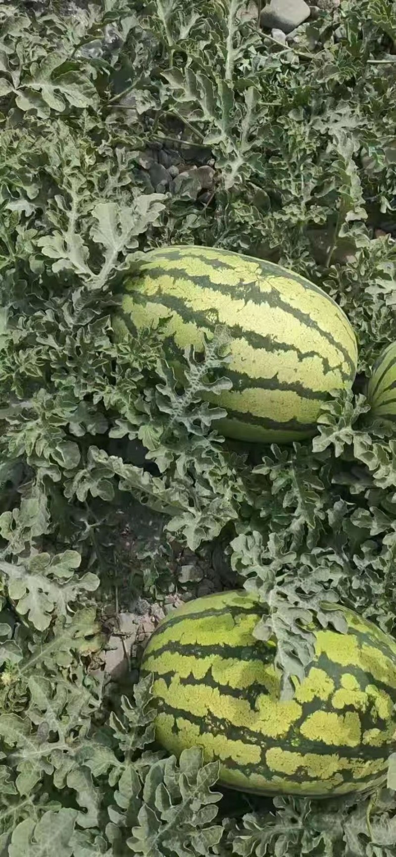 宁夏中卫硒砂瓜，双红壤，甜度高，耐运输，一手过源
