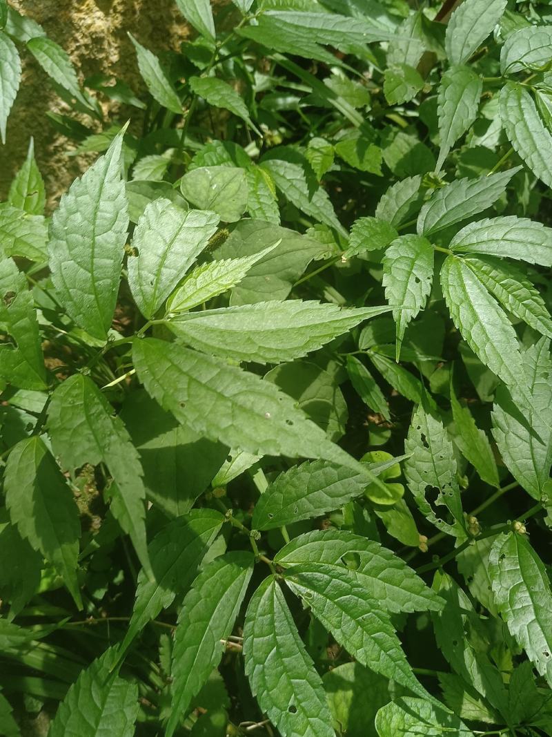 楼梯草
