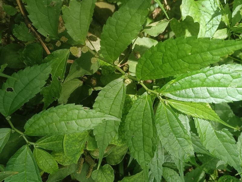 楼梯草