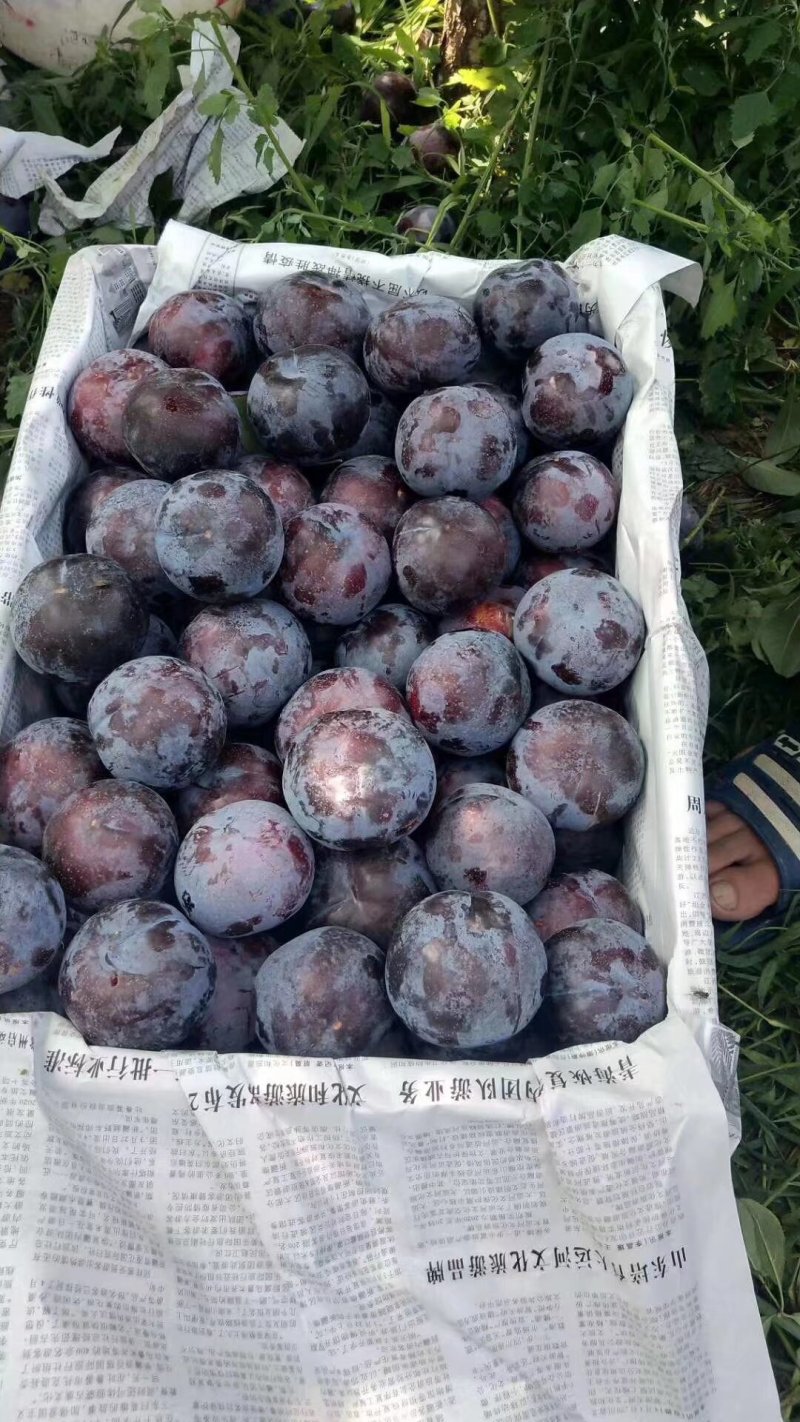 力王李子