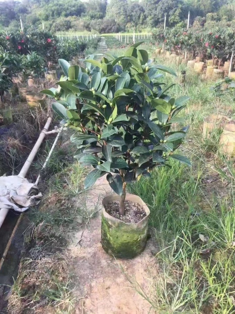 四季茶花80～2米产地直发规格齐全质量保证