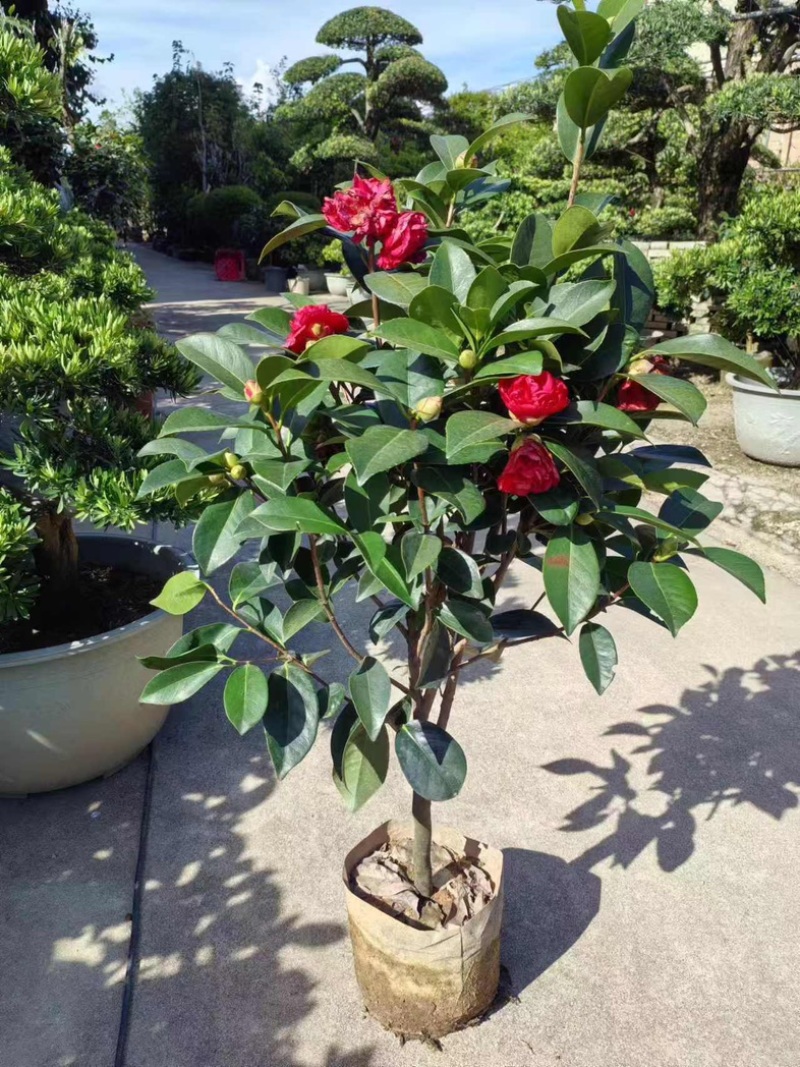 四季茶花80～2米产地直发规格齐全质量保证