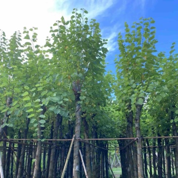 光杆宫粉紫荆10～18公分产地直发规格齐全质量保证
