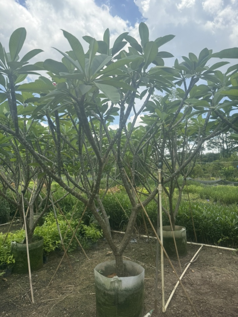 红花鸡蛋花/黄花鸡蛋花6～10公分产地直发规格齐全