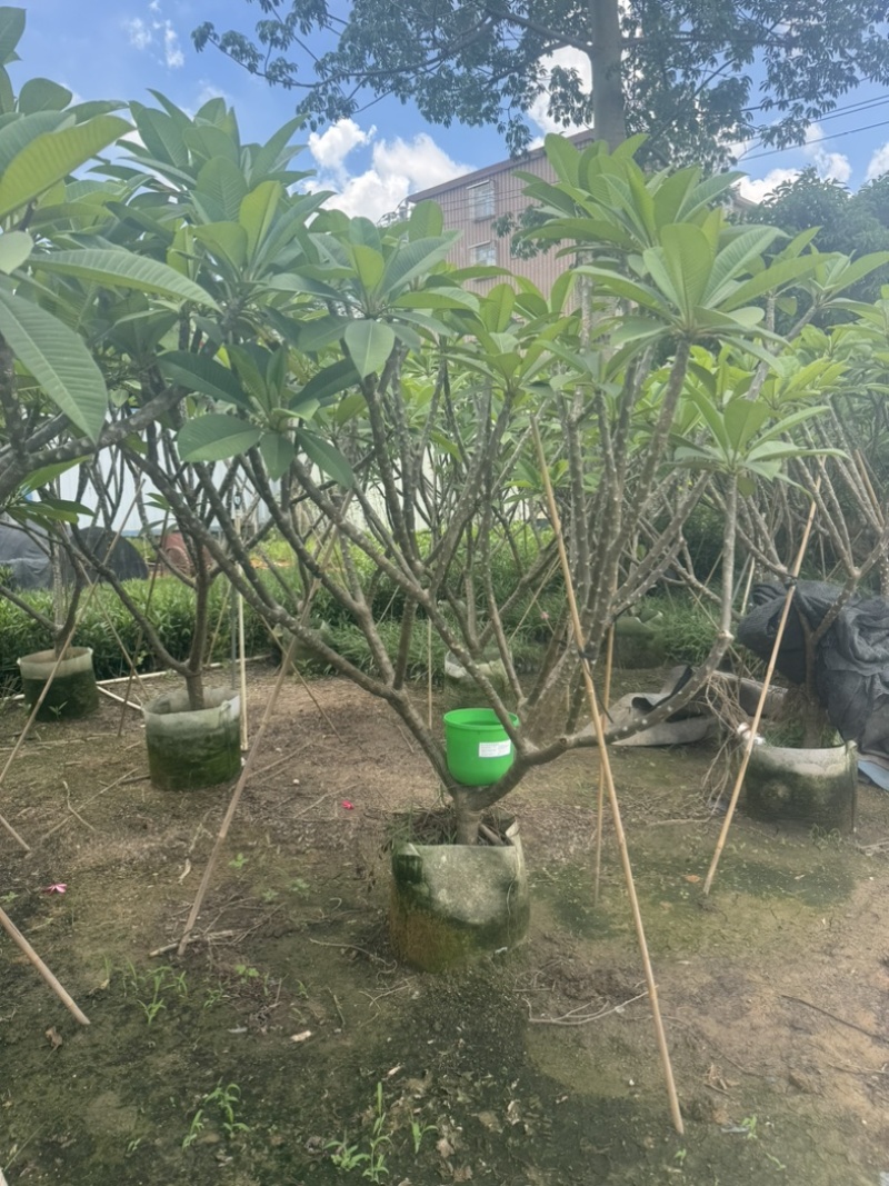 红花鸡蛋花/黄花鸡蛋花6～10公分产地直发规格齐全