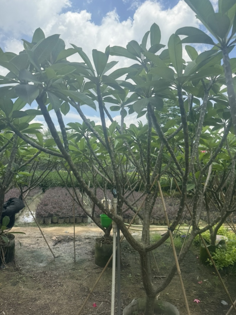 红花鸡蛋花/黄花鸡蛋花6～10公分产地直发规格齐全