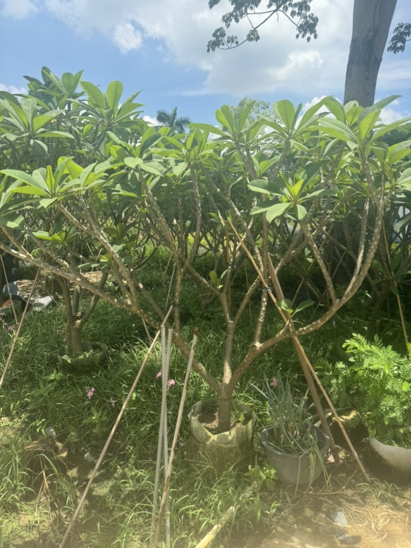 红花鸡蛋花/黄花鸡蛋花6～10公分产地直发规格齐全