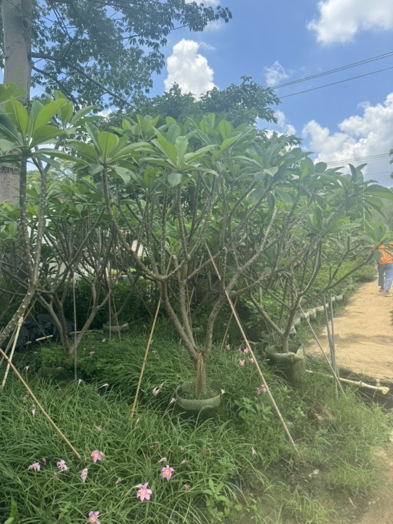红花鸡蛋花/黄花鸡蛋花6～10公分产地直发规格齐全