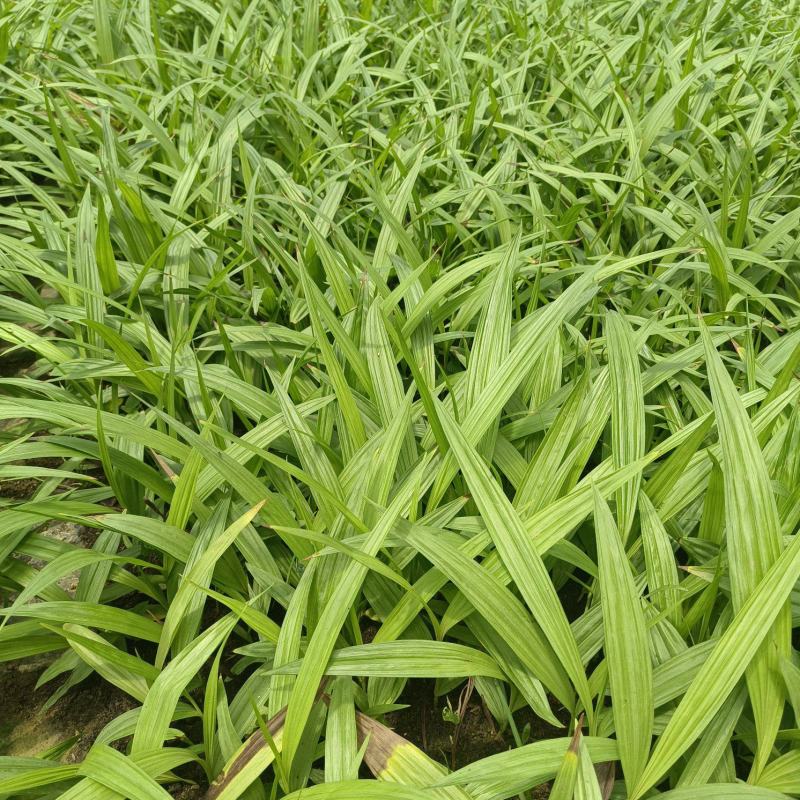 紫花宽叶大白芨驯化种苗全国发货大量上市欢迎联系