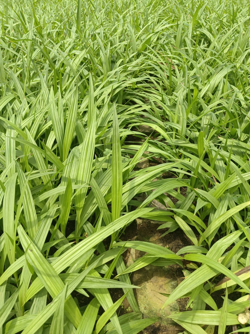 紫花宽叶大白芨驯化种苗全国发货大量上市欢迎联系
