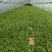 紫花宽叶大白芨驯化种苗全国发货大量上市欢迎联系