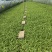 紫花宽叶大白芨驯化种苗全国发货大量上市欢迎联系