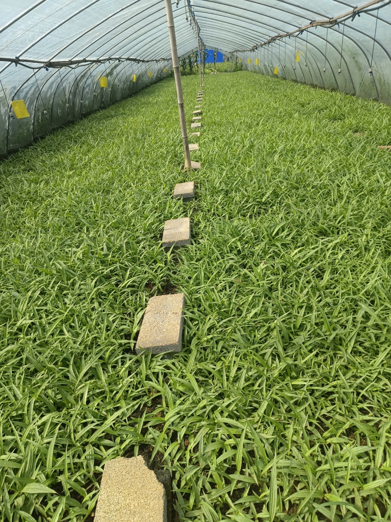紫花宽叶大白芨驯化种苗全国发货大量上市欢迎联系