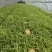 紫花宽叶大白芨驯化种苗全国发货大量上市欢迎联系
