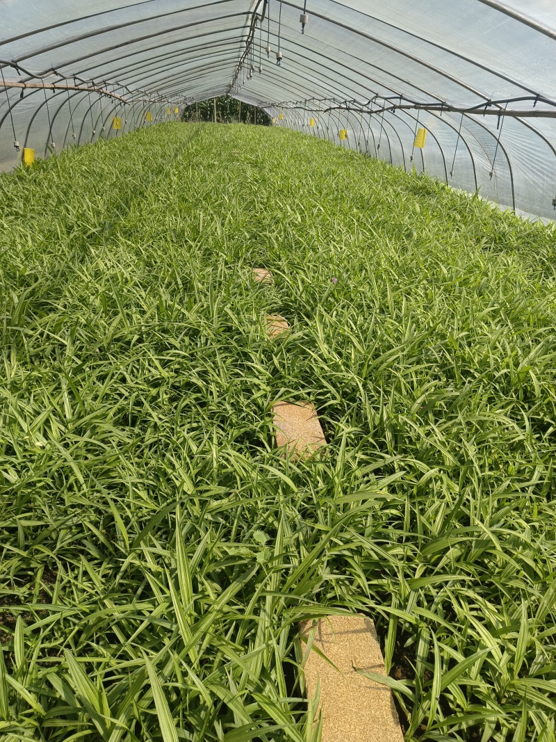 紫花宽叶大白芨驯化种苗全国发货大量上市欢迎联系