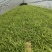紫花宽叶大白芨驯化种苗全国发货大量上市欢迎联系