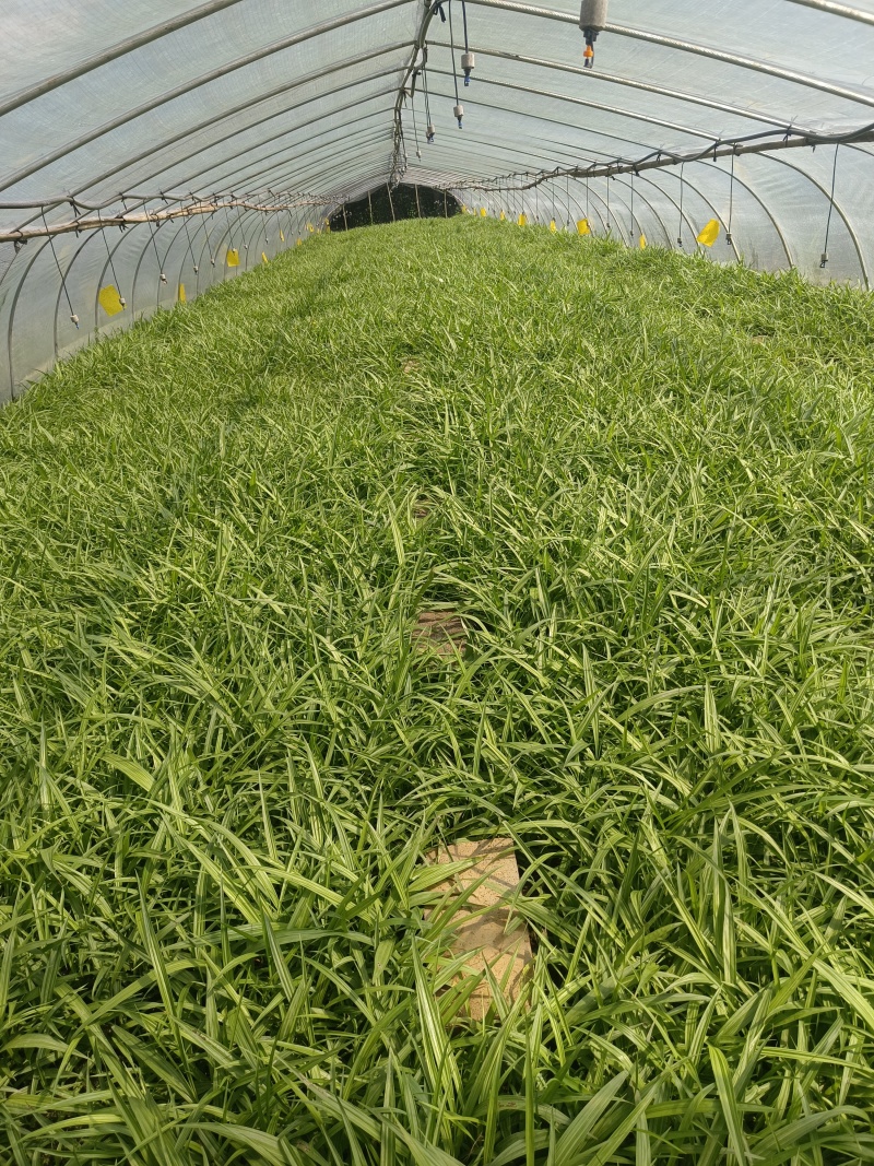 紫花宽叶大白芨驯化种苗全国发货大量上市欢迎联系