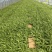 紫花宽叶大白芨驯化种苗全国发货大量上市欢迎联系