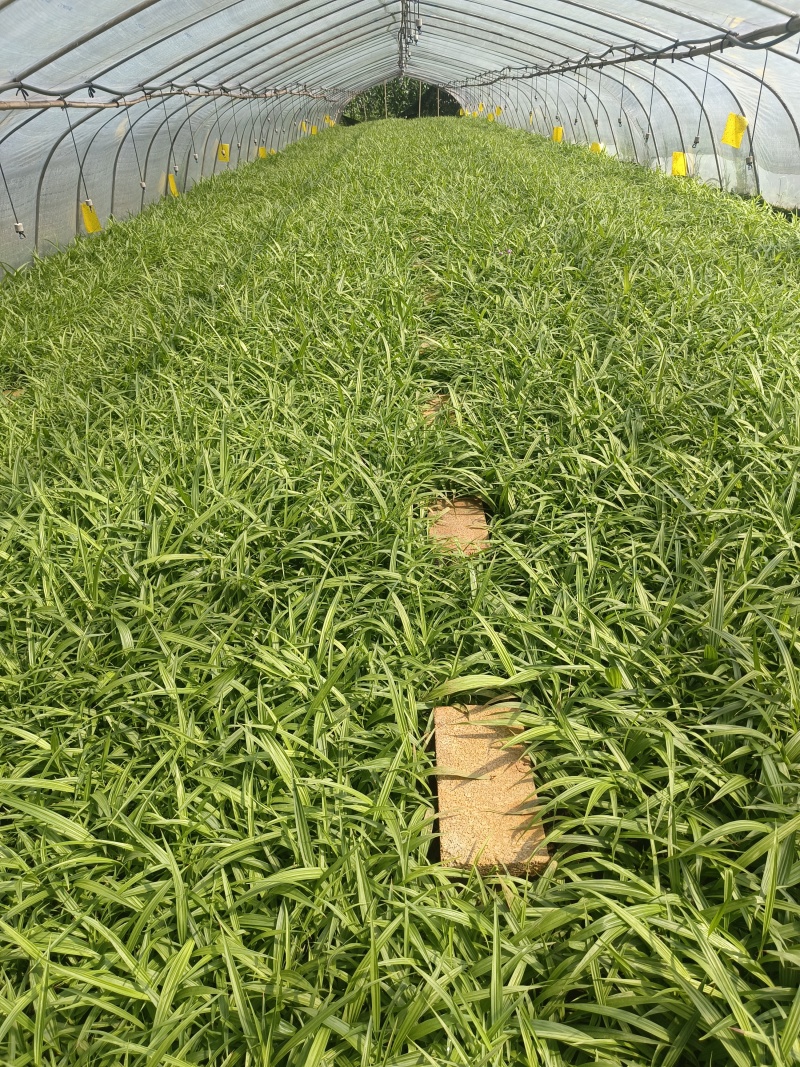 紫花宽叶大白芨驯化种苗全国发货大量上市欢迎联系