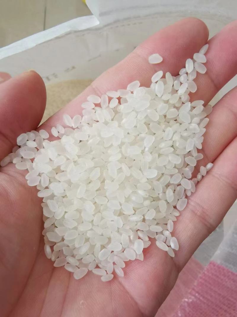 珍珠米新米整颗粒色泽好米饭香