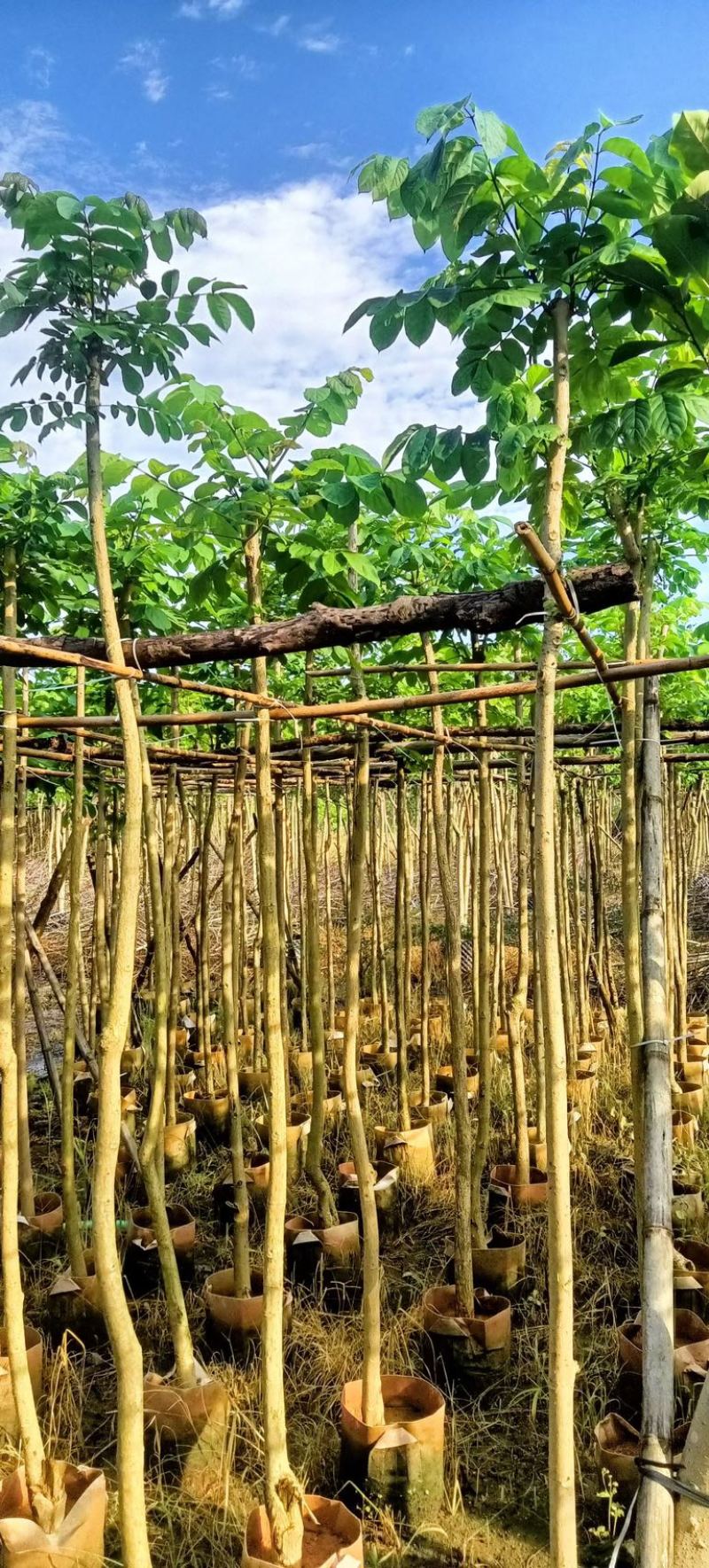 光杆火焰木3～15公分产地直发规格齐全质量保证