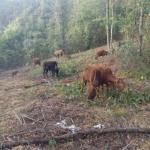 云南，高山老黄牛。