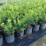 漳州米兰花福建米苗木基地种植大量有货产地直发