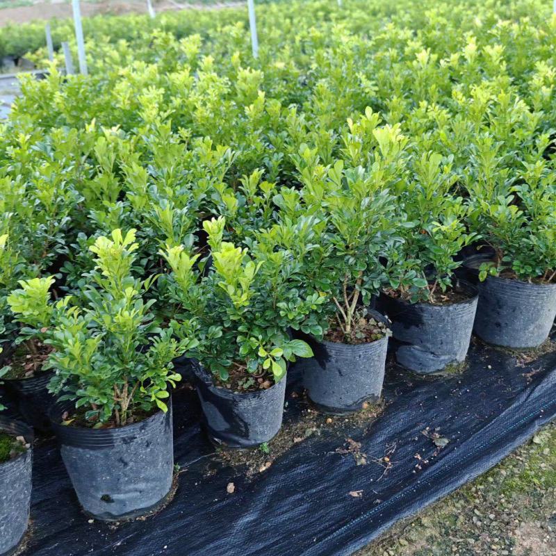 漳州米兰花福建米苗木基地种植大量有货产地直发