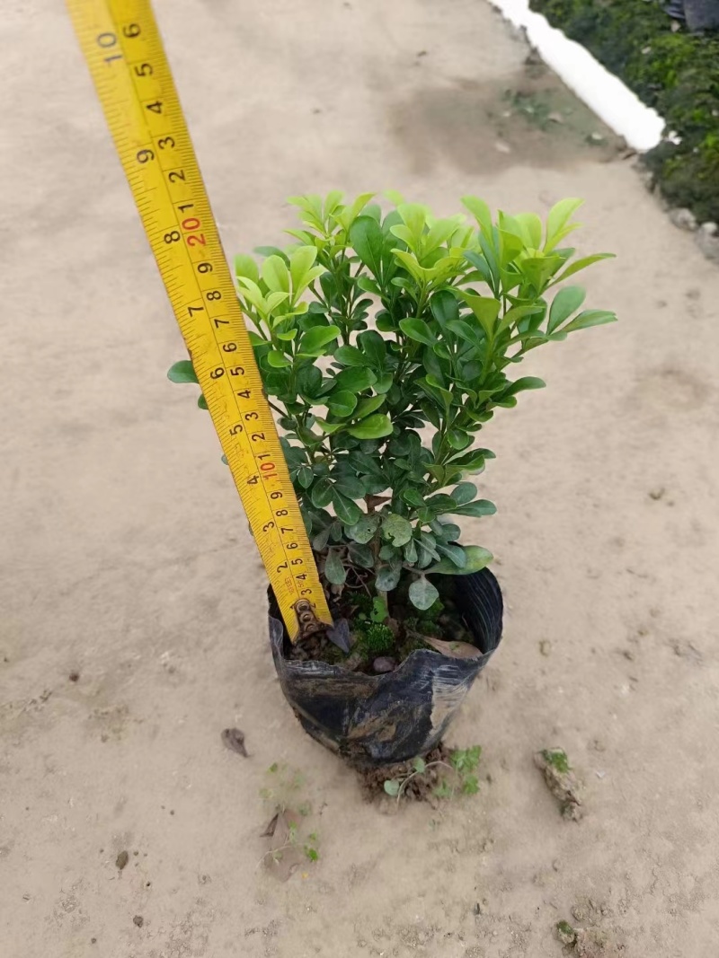 漳州米兰花福建米苗木基地种植大量有货产地直发