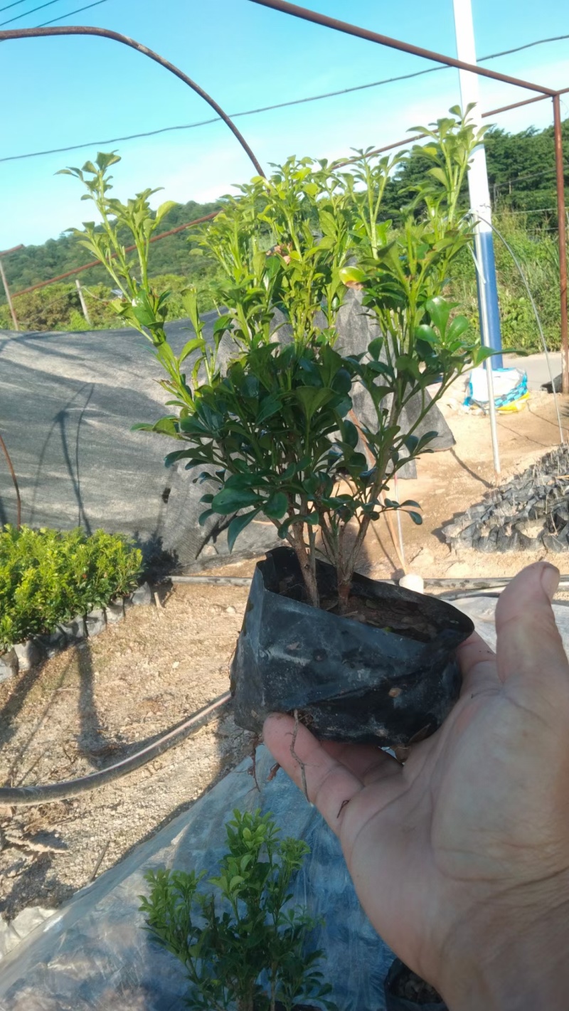 漳州米兰花福建米苗木基地种植大量有货产地直发