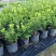 漳州米兰花福建米苗木基地种植大量有货产地直发