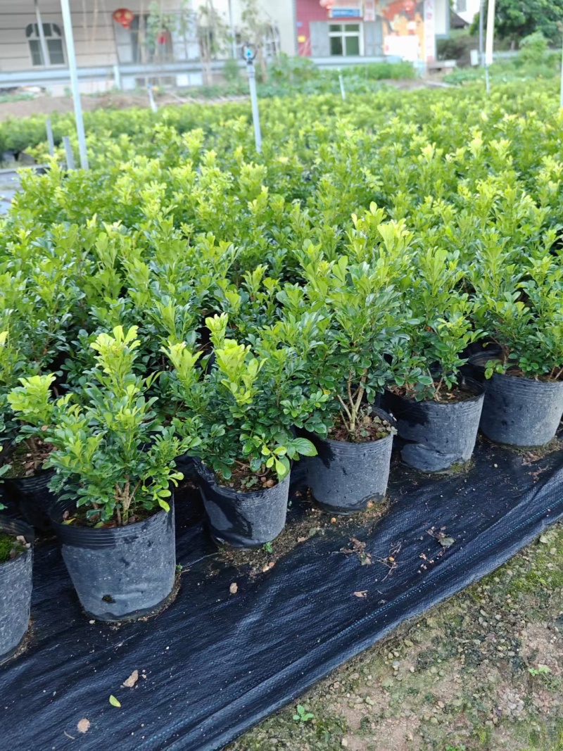 漳州米兰花福建米苗木基地种植大量有货产地直发
