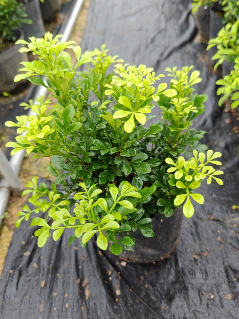 漳州米兰花福建米苗木基地种植大量有货产地直发