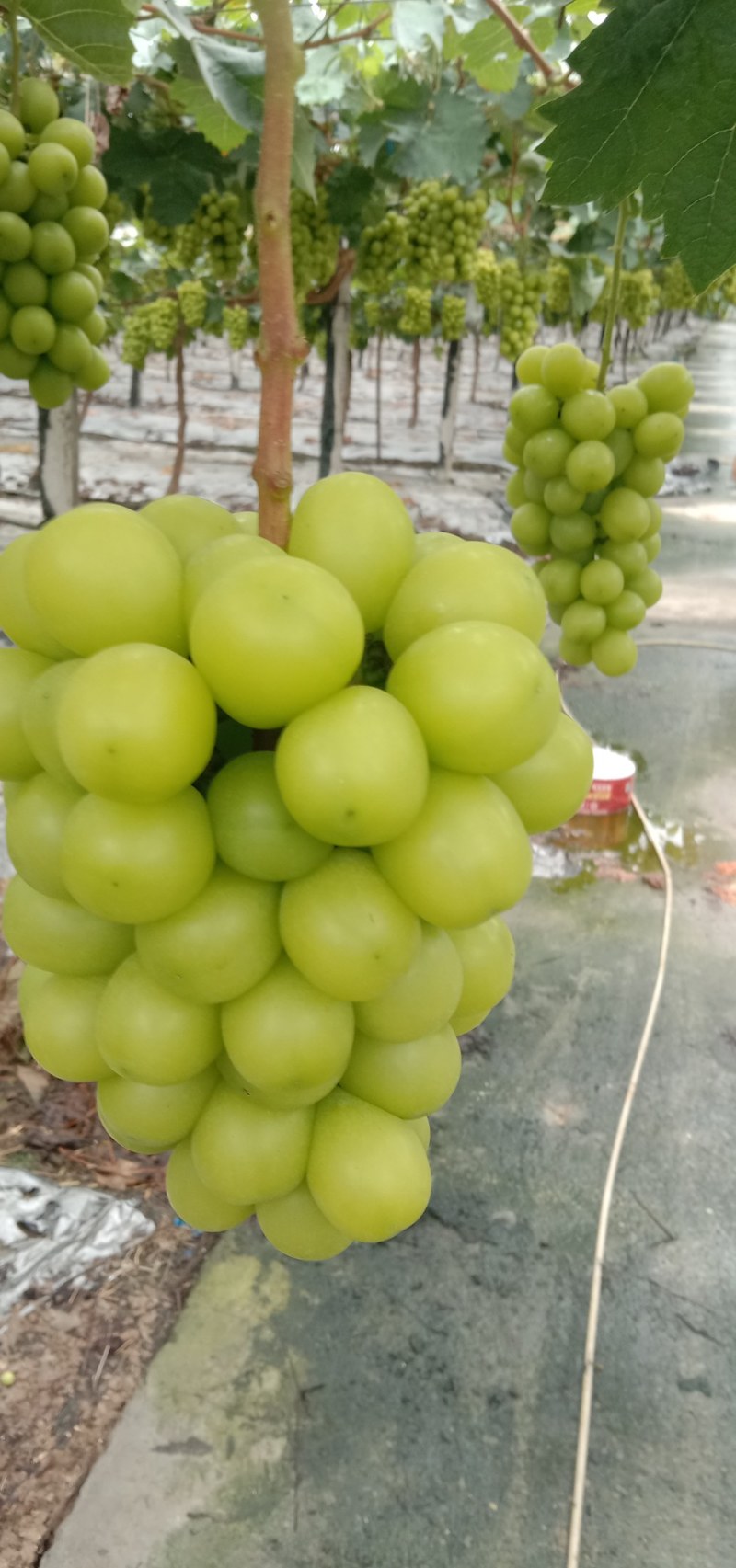 阳光玫瑰