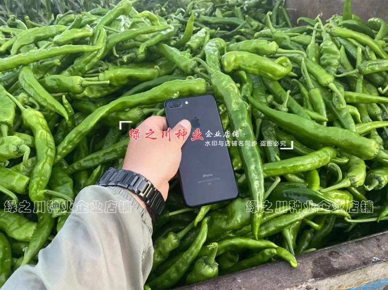 湖南长研翡翠辣椒种子春润公司牛角形辣椒种籽微辣软皮牛角椒