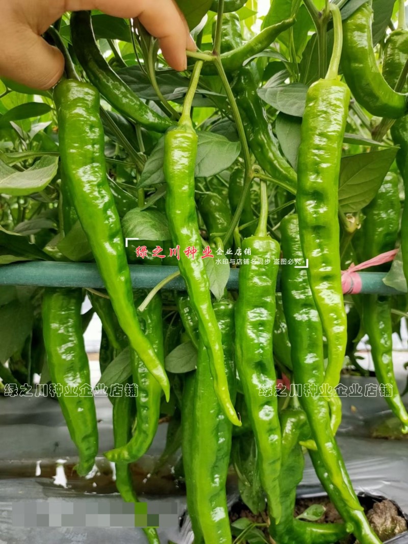 湖南长研翡翠辣椒种子春润公司牛角形辣椒种籽微辣软皮牛角椒