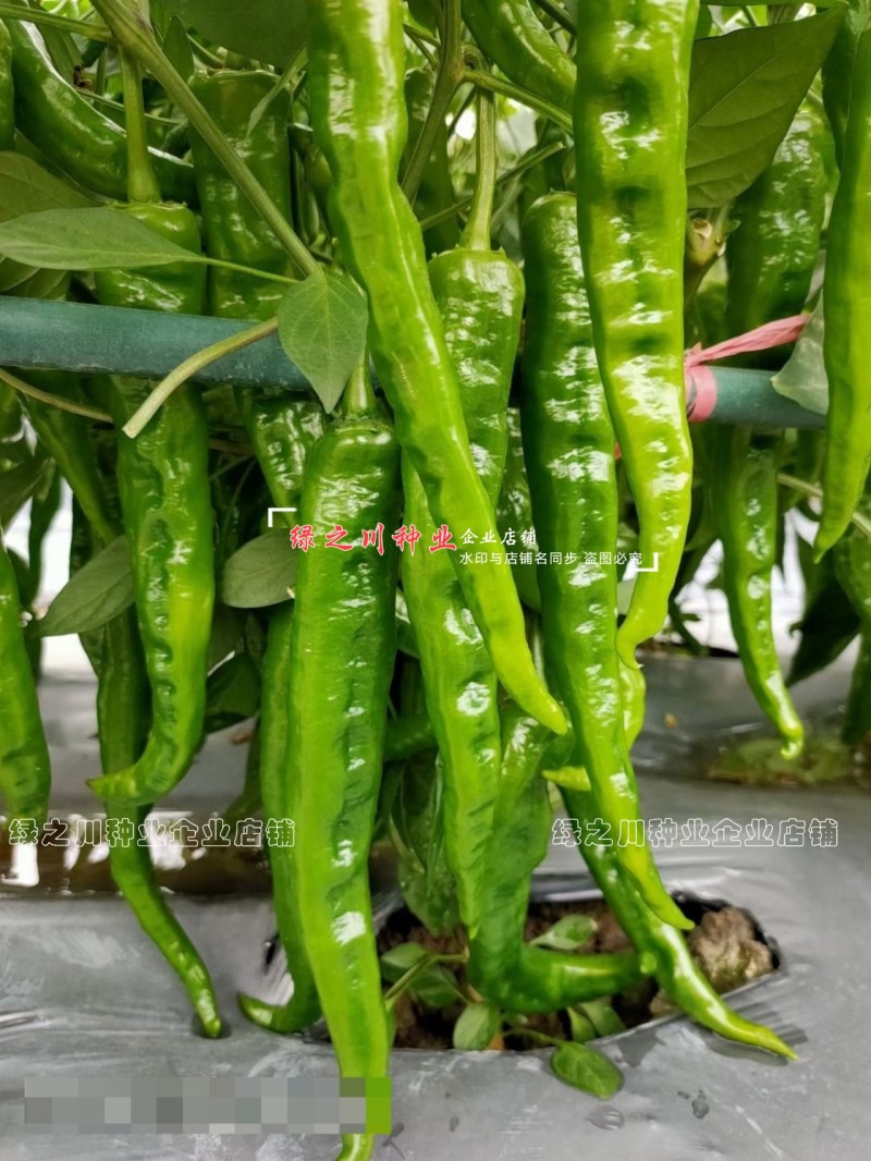 湖南长研翡翠辣椒种子春润公司牛角形辣椒种籽微辣软皮牛角椒