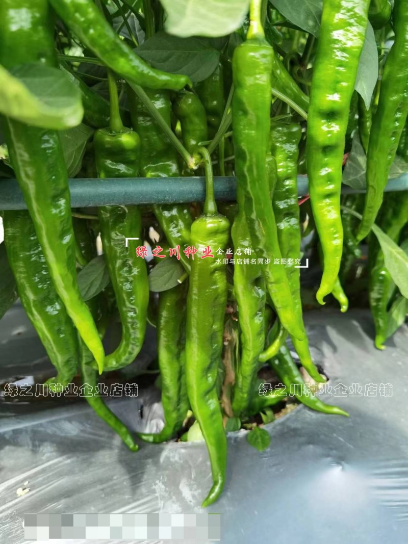湖南长研翡翠辣椒种子春润公司牛角形辣椒种籽微辣软皮牛角椒