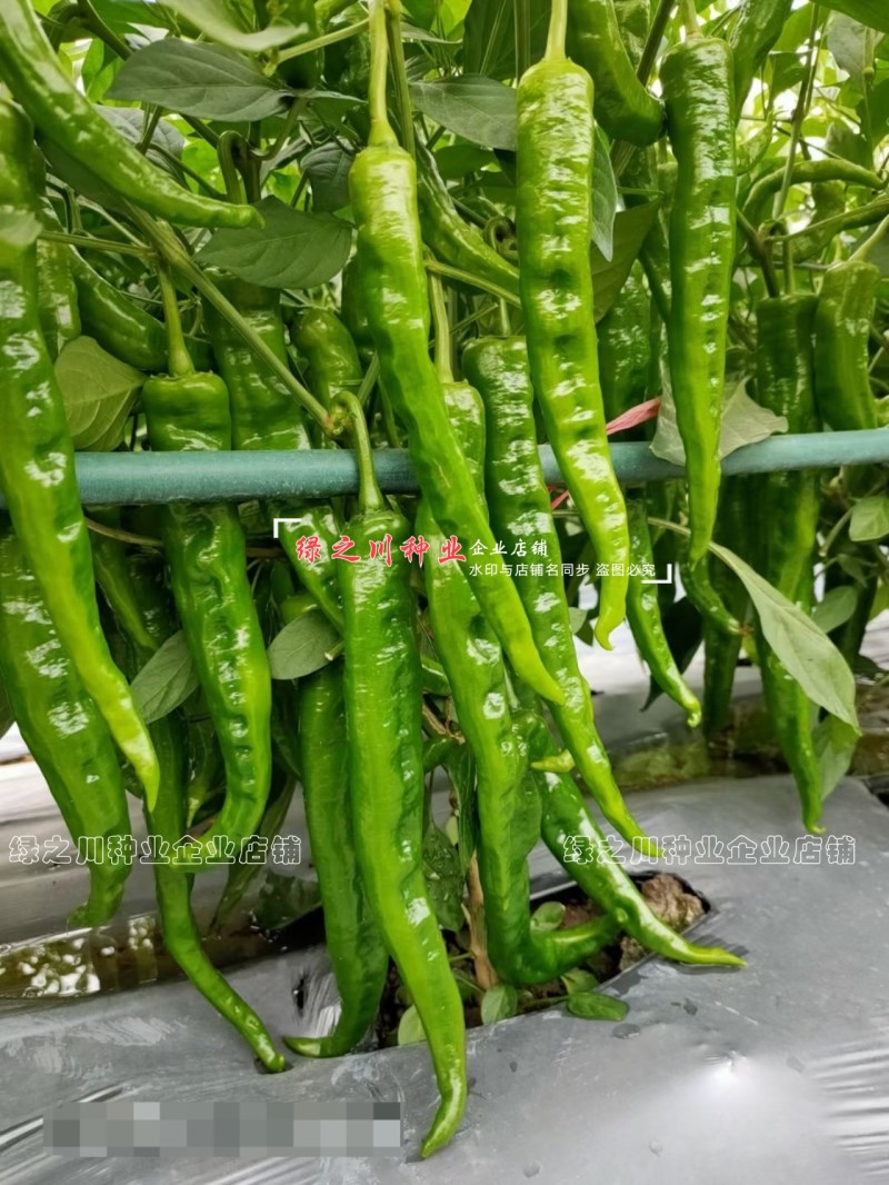 湖南长研翡翠辣椒种子春润公司牛角形辣椒种籽微辣软皮牛角椒