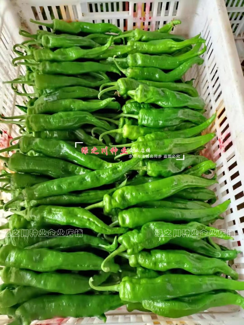 湖南长研翡翠辣椒种子春润公司牛角形辣椒种籽微辣软皮牛角椒